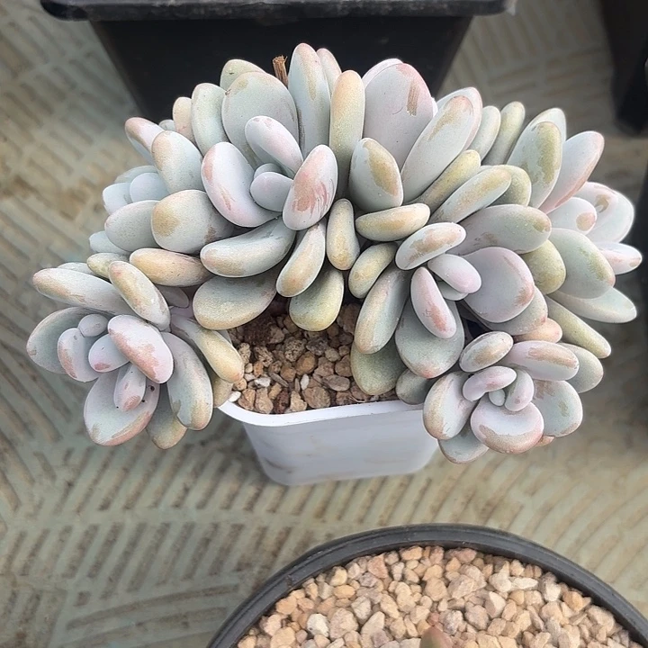 拉拉奶朵朵小树自然群