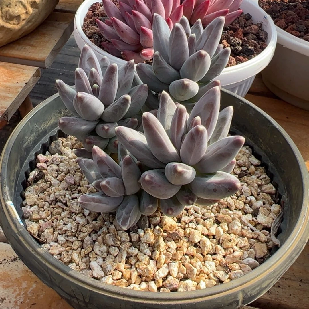 多肉乌拉克拉【满18包邮】