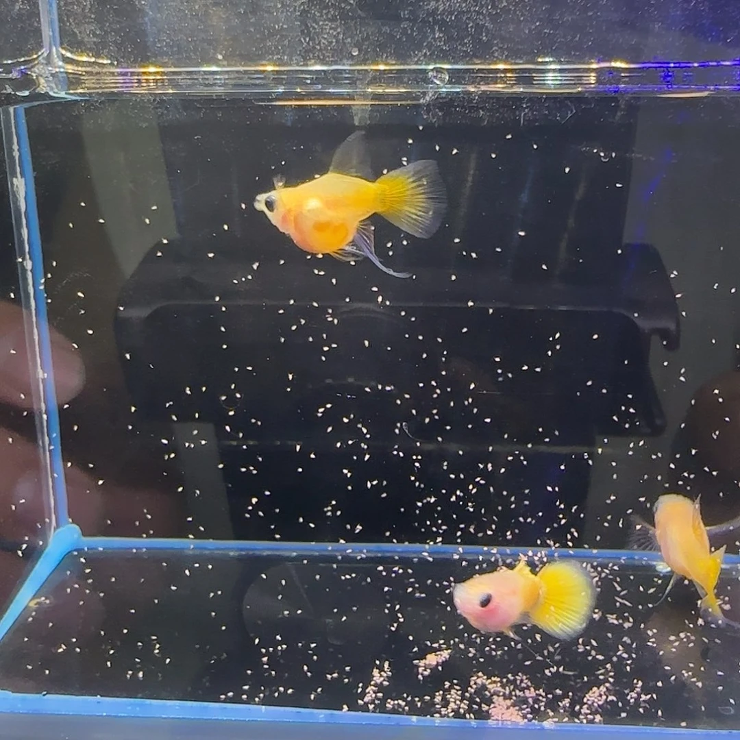 孔雀鱼黄猫球C1公2母（9号）