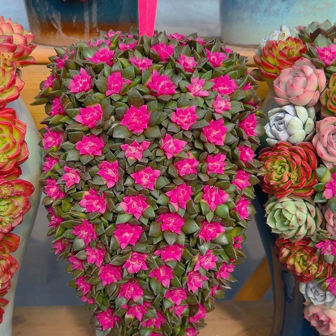 003紫心多肉组合