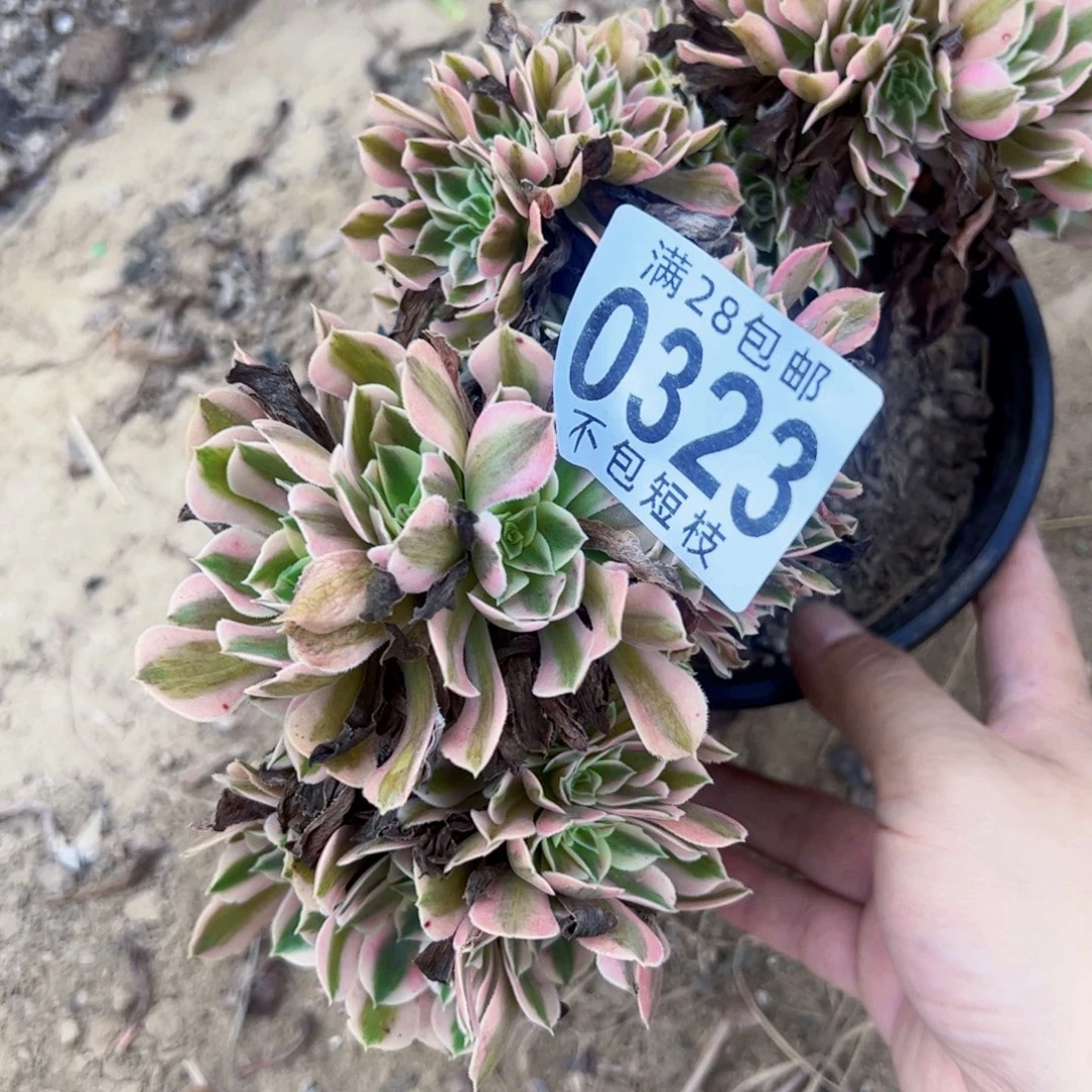 女郎多肉植物0323