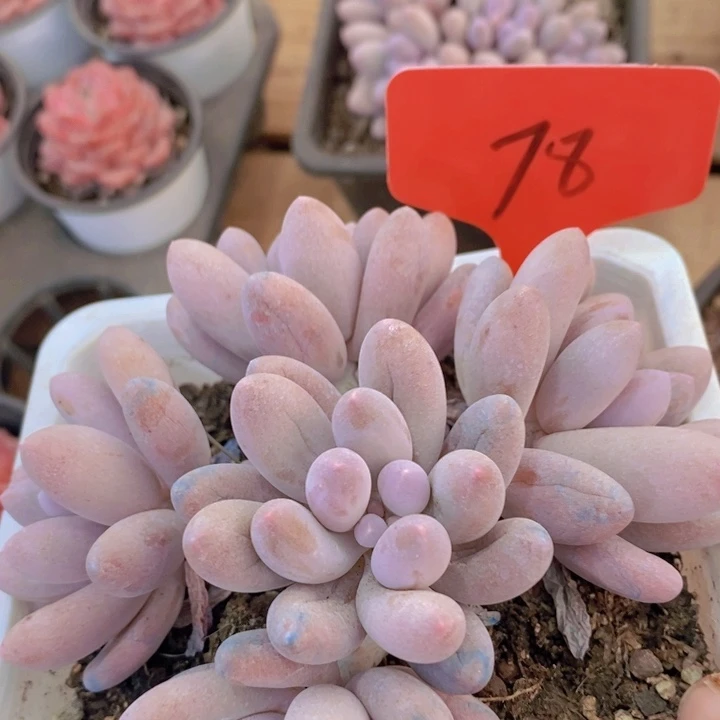 这个点在做实验我