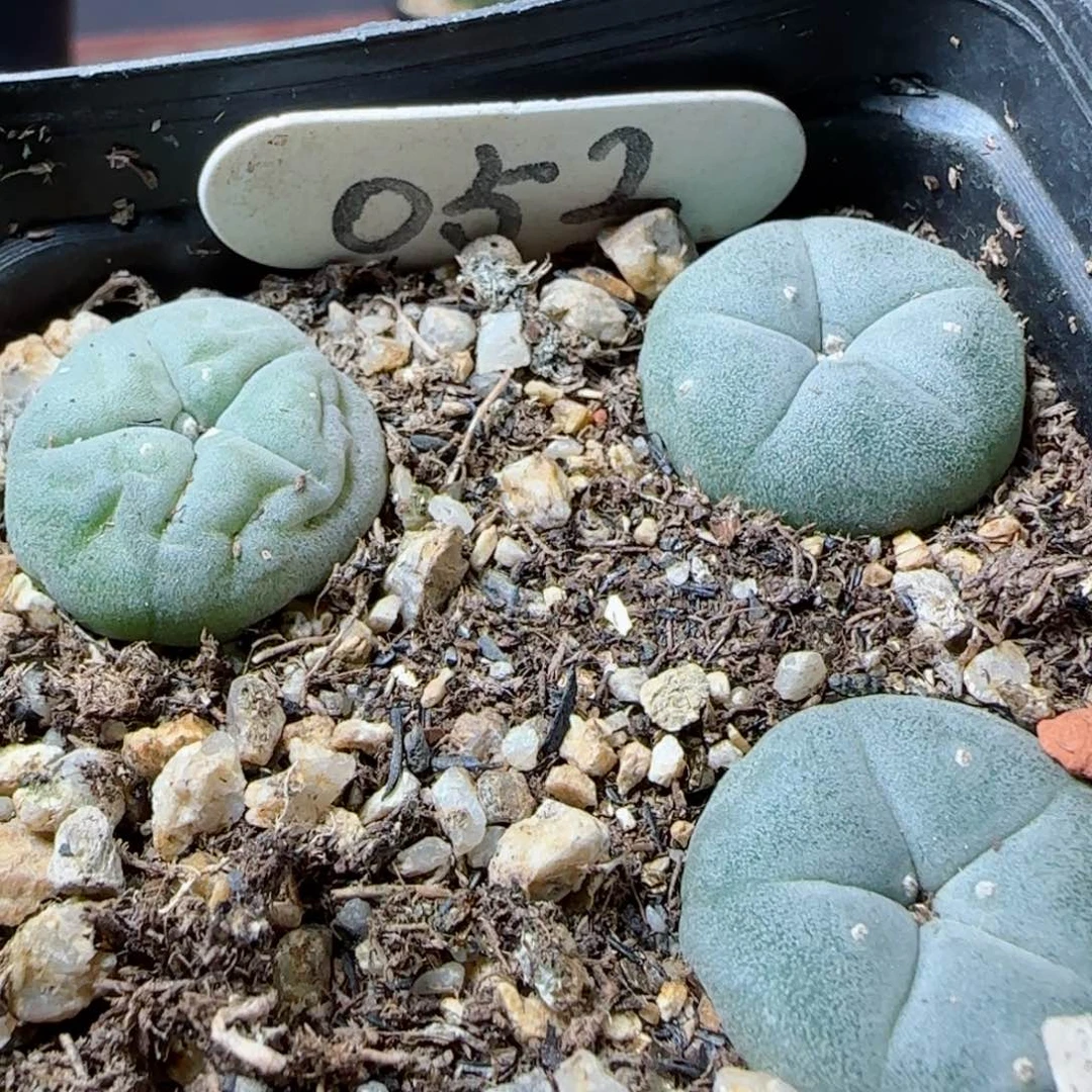 52实生草球一盒多肉00000