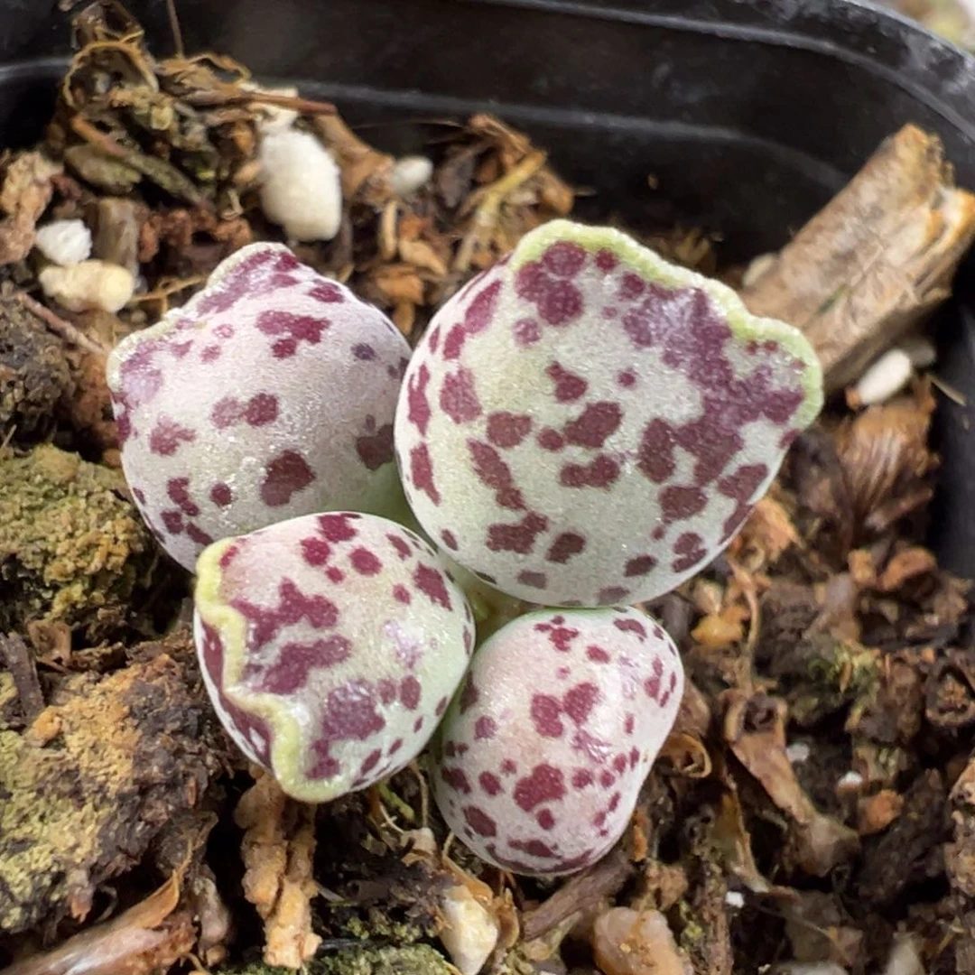 达摩海豹多肉植物水泡