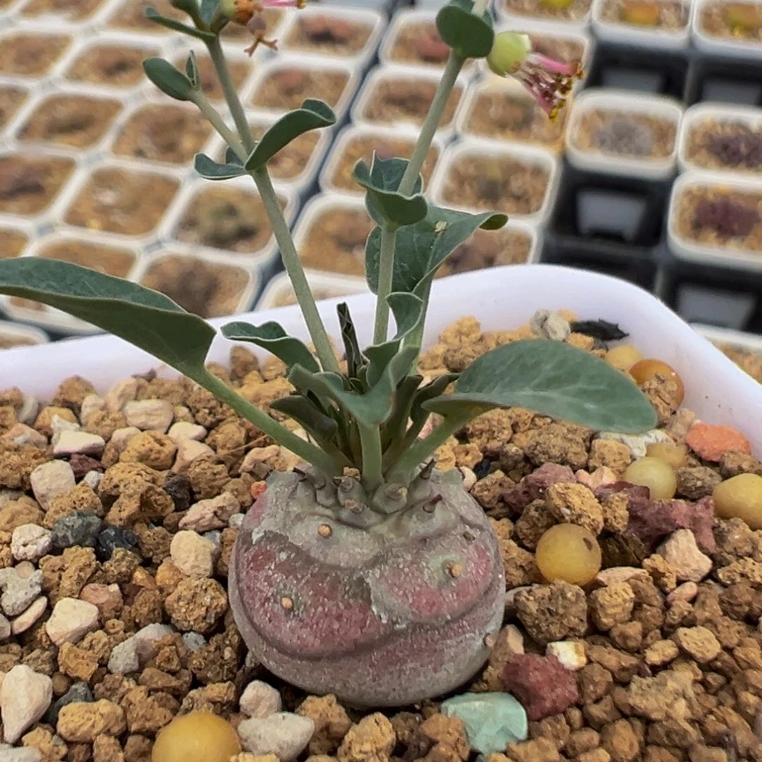 98多肉植物百科植物