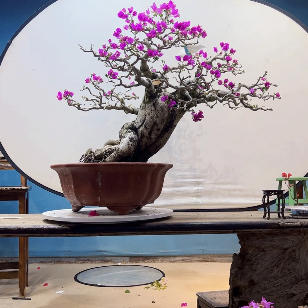 星***光无花朵小叶紫三角梅