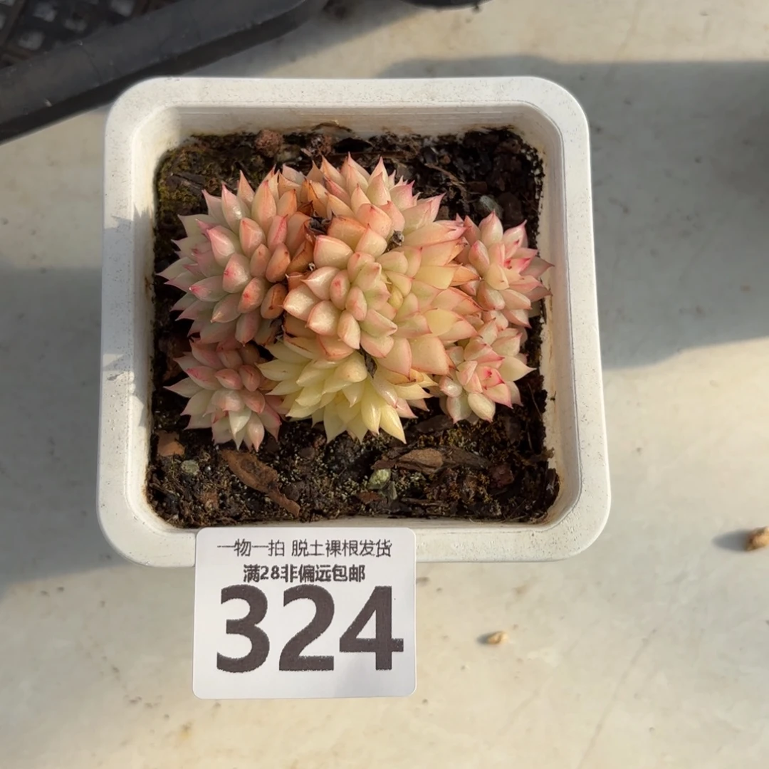 女雏锦无盆土发货