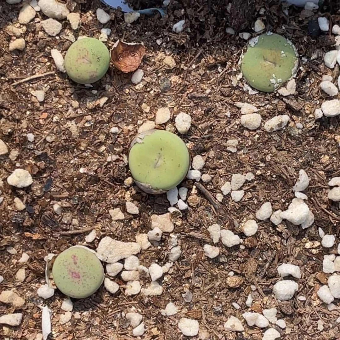 6-121肉锥p嘴多肉植物