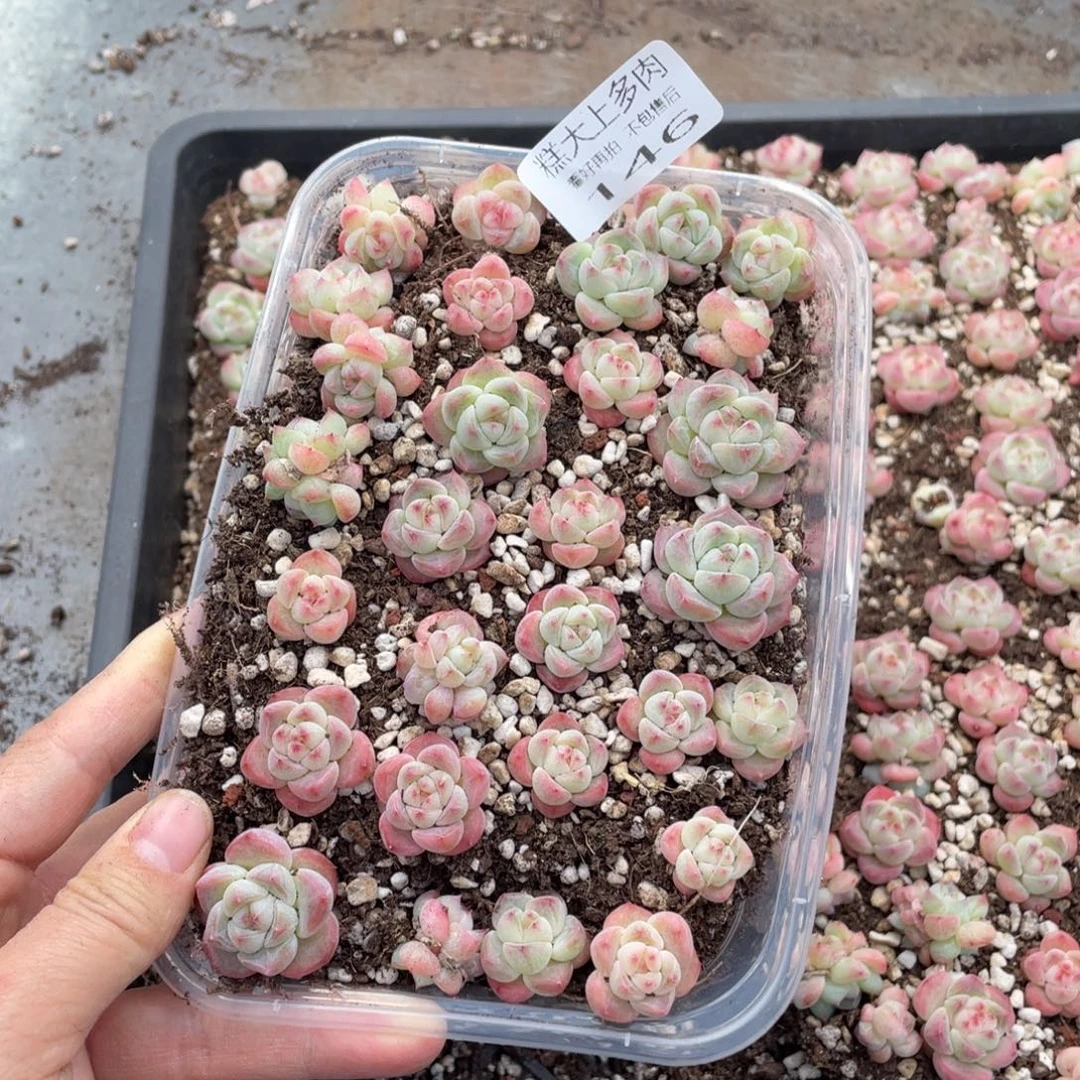 糕大上多肉植物146