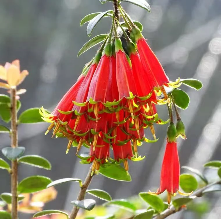 云南米叶树萝卜盆景