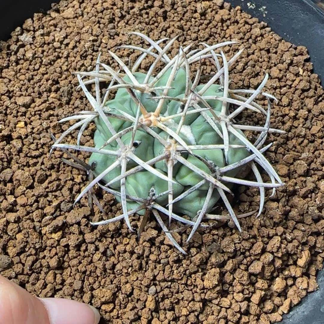 坏****实生大祥冠多肉00000