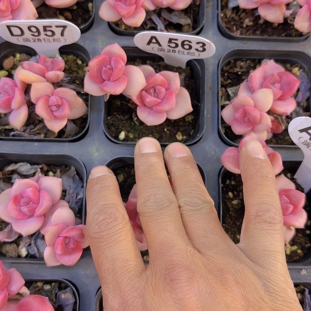 z*sA563彩虹糖一物一拍