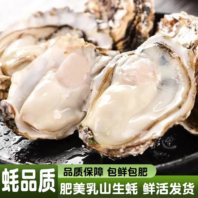 5斤鲜活乳山生蚝一整箱生蚝鲜活大牡蛎山东海蛎子包鲜包活C