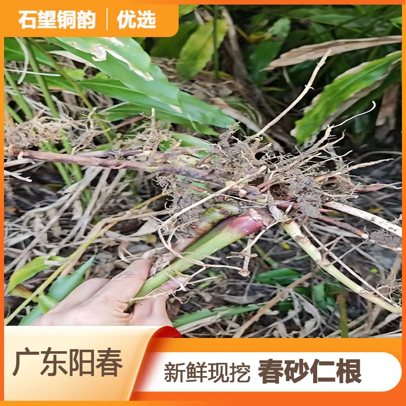 【石望铜韵优选】广东阳春新鲜现挖春砂根大山里的天然好物女性煲汤