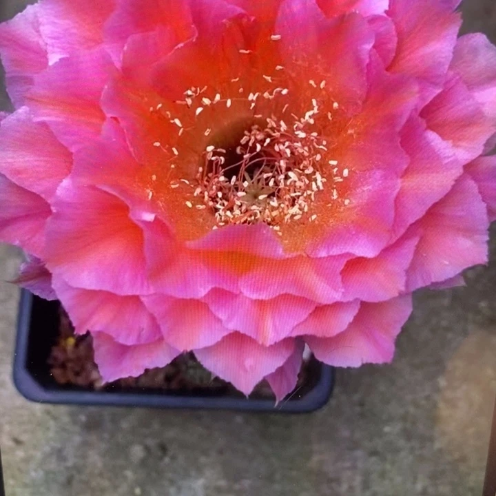 香香多变58号6.5公分左右