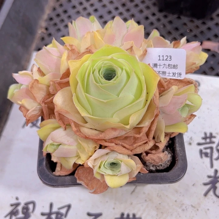 1123 裸根不带土发货