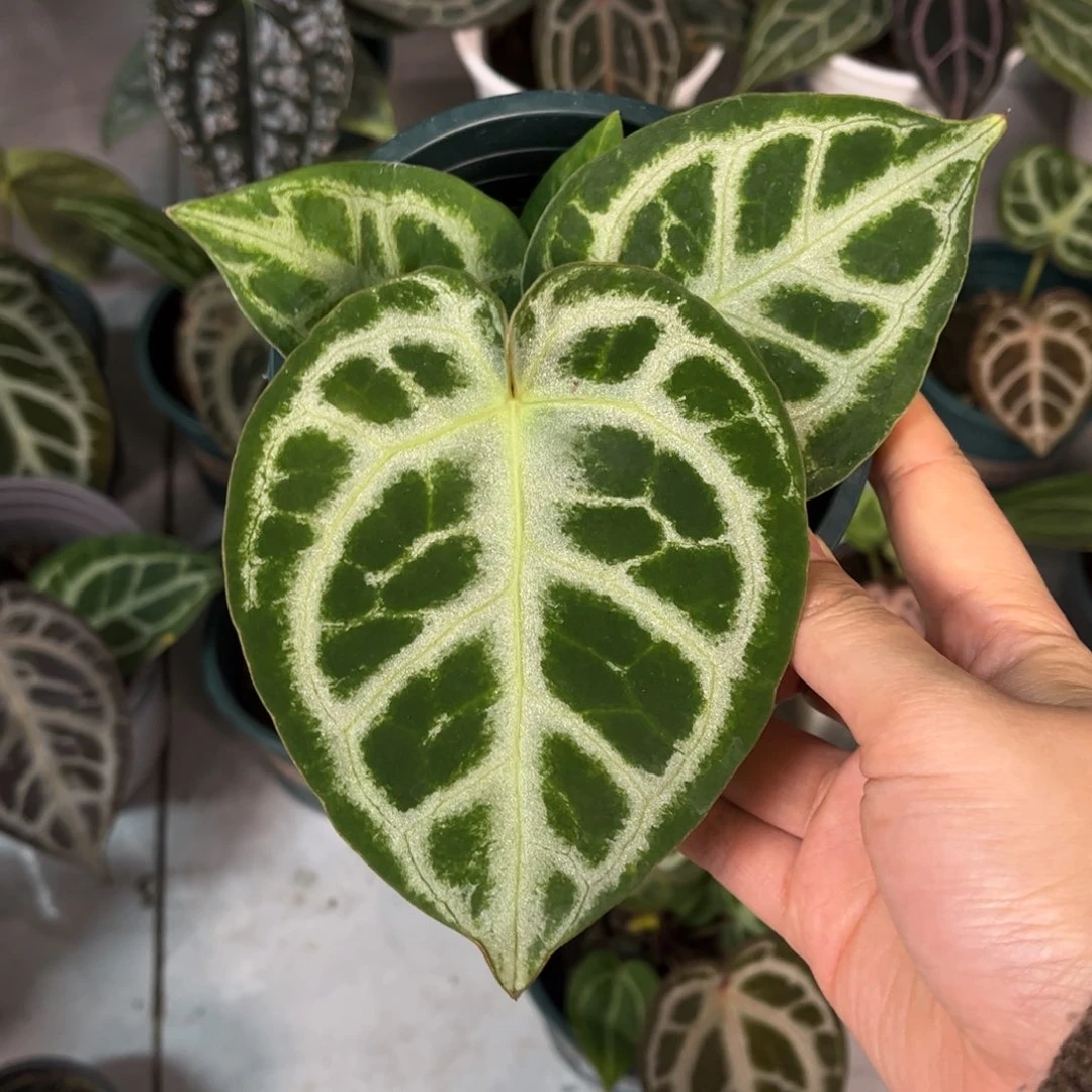 无花朵001撕裂纹杂铜锣烧