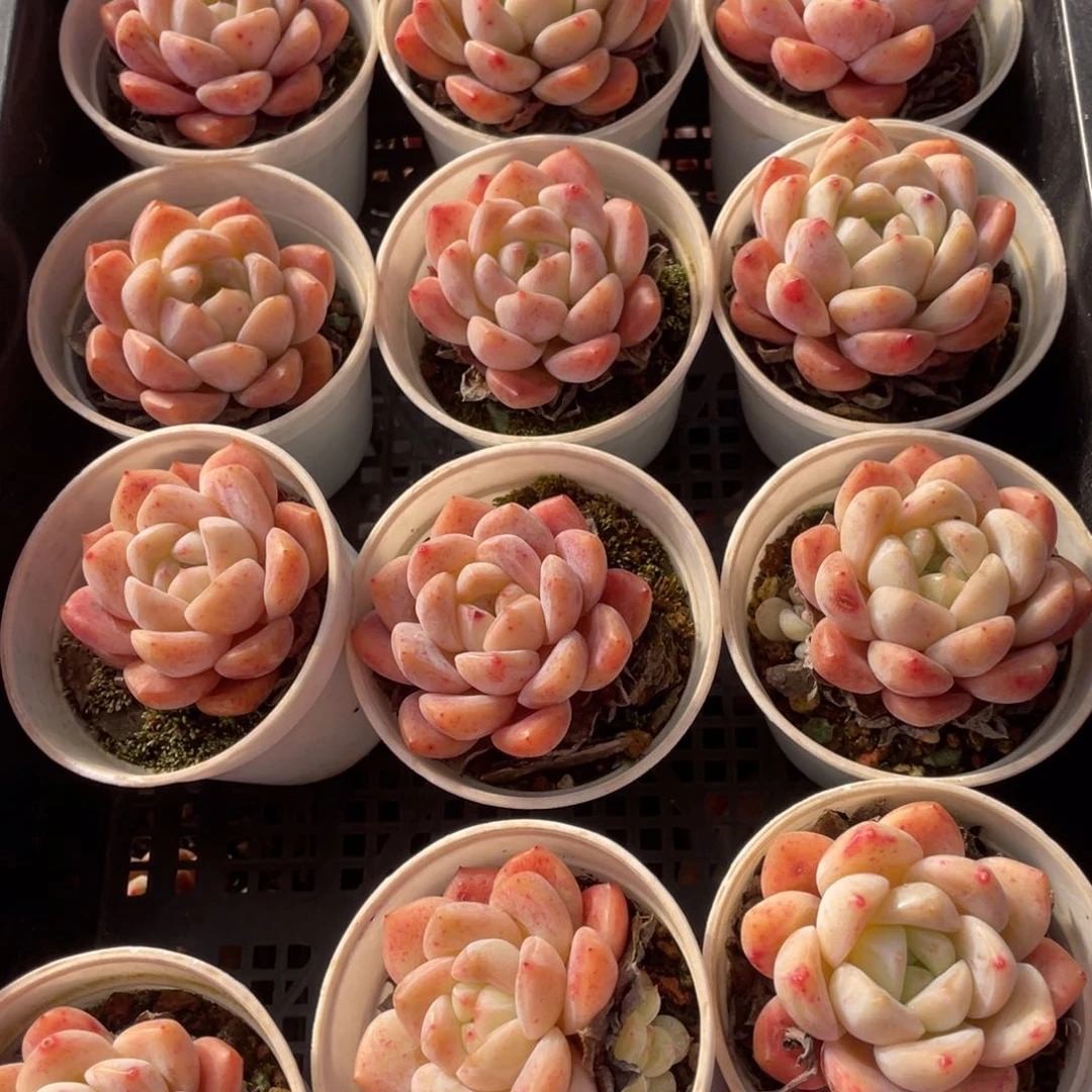 多肉植物十二个精品组800