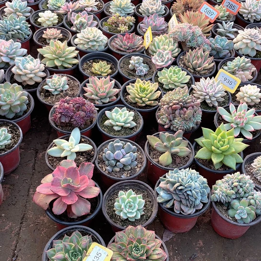 无***颜1435号三个一组多肉