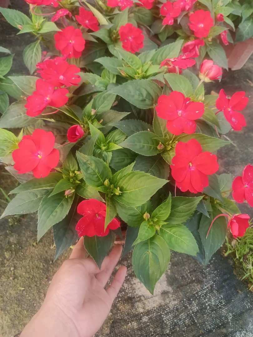 凤仙花基地直发阳台花园庭院开花机器