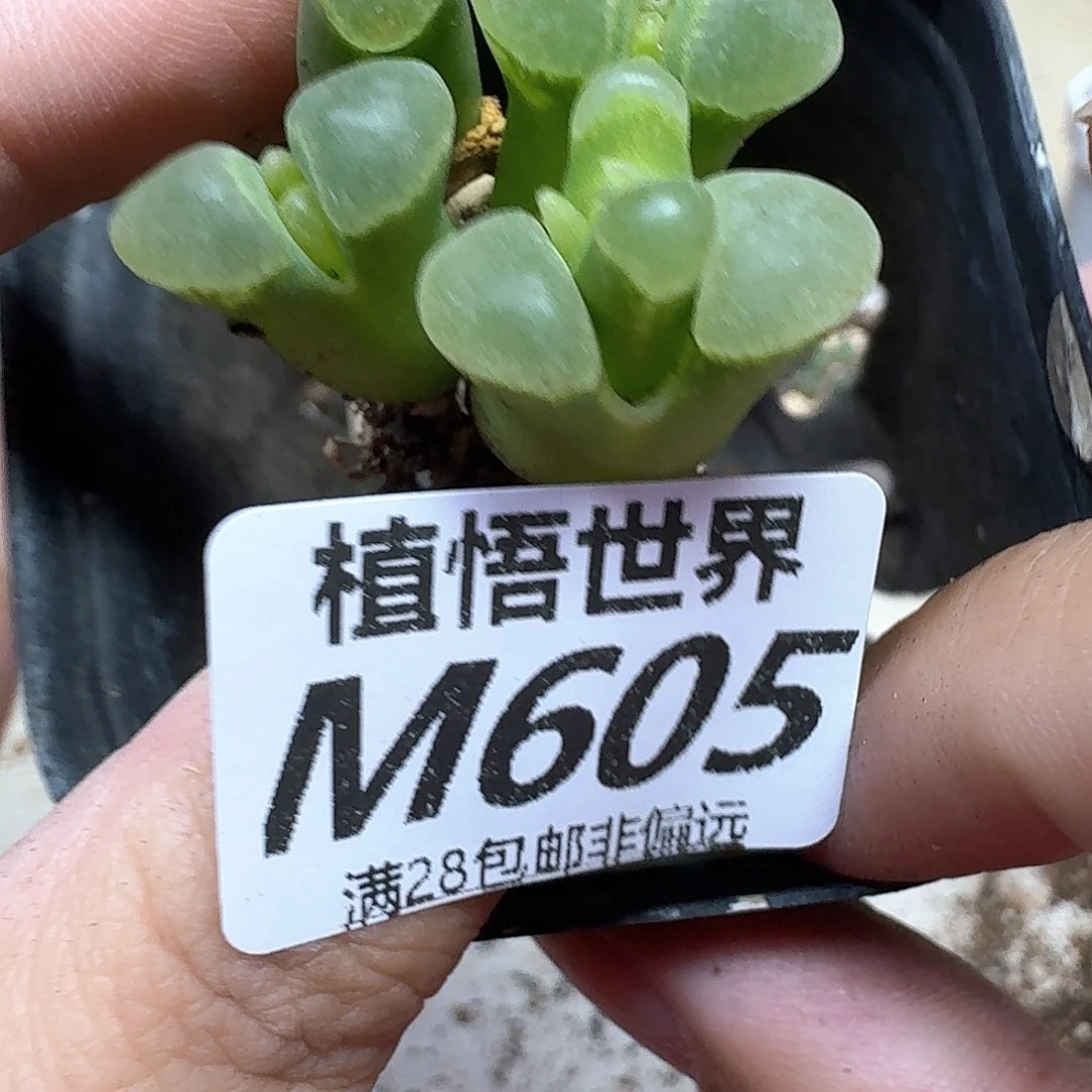 多肉植物的润泽额分g