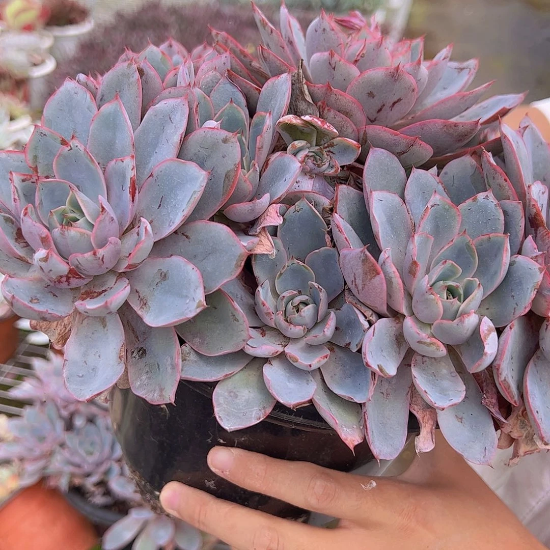 完美手捧赫拉 多肉植物