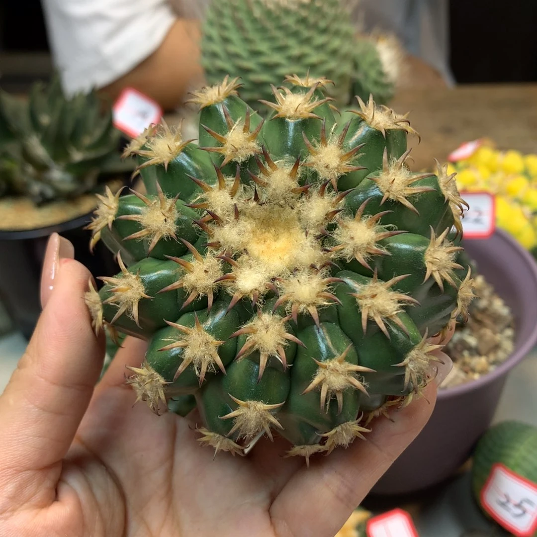 27号 出根 密刺猫爪圆盘玉8.5公分