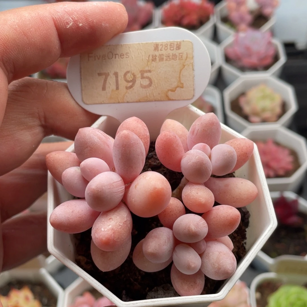 粉色恋人7195-6.5厘米