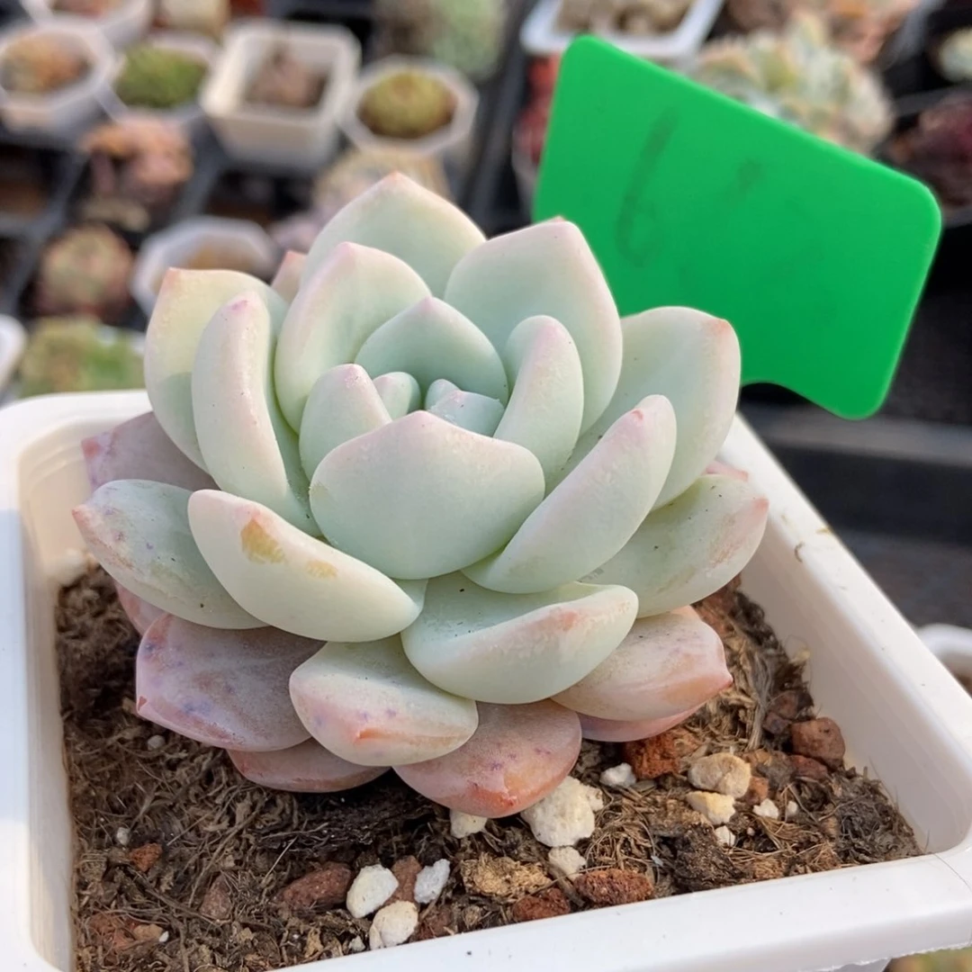 625奶盖多肉植物保护