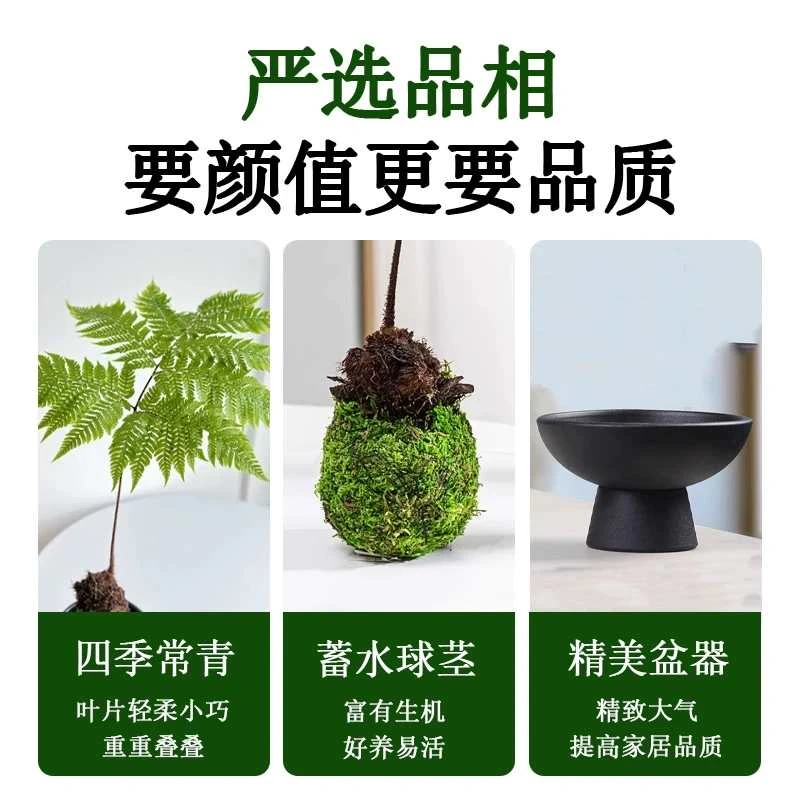中式盆栽室内水培金丝虹鳞蕨苔藓球好养易活禅意绿植四季常青