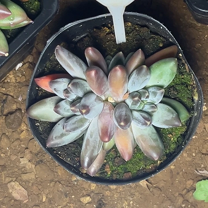 多肉植物小紫欧609