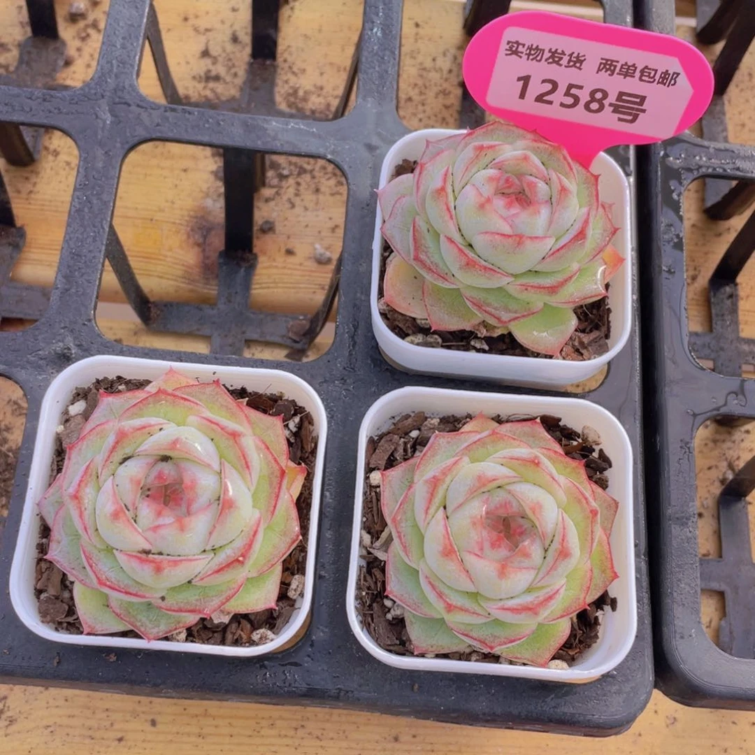 1258号 宽叶边线女王单头一个