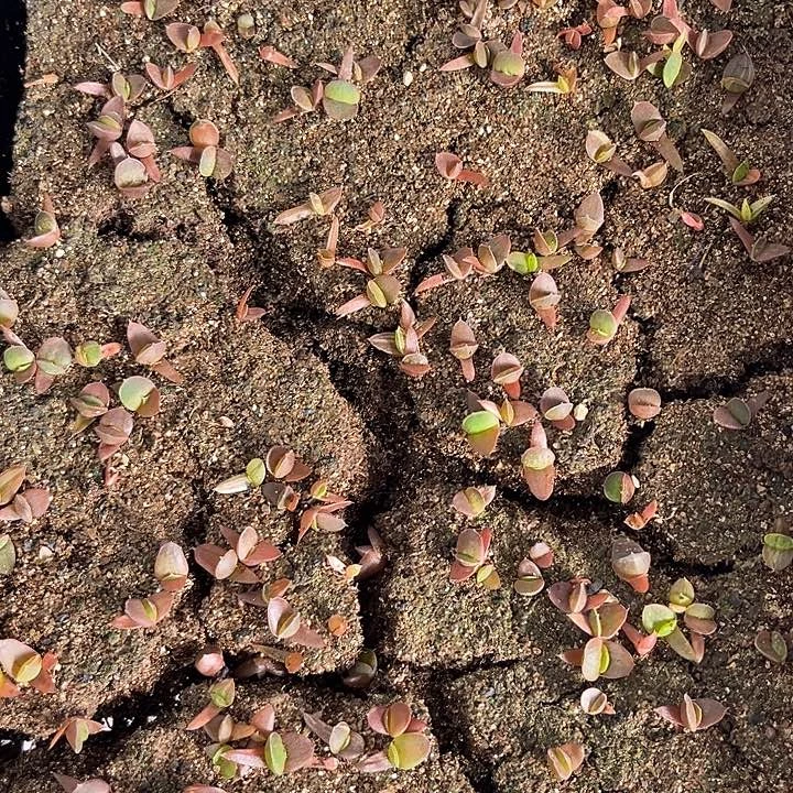 汤*实生苗11111111111