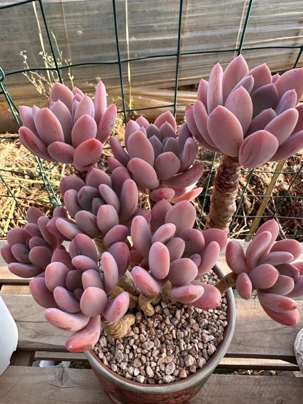 多肉植物二号链接一单包邮