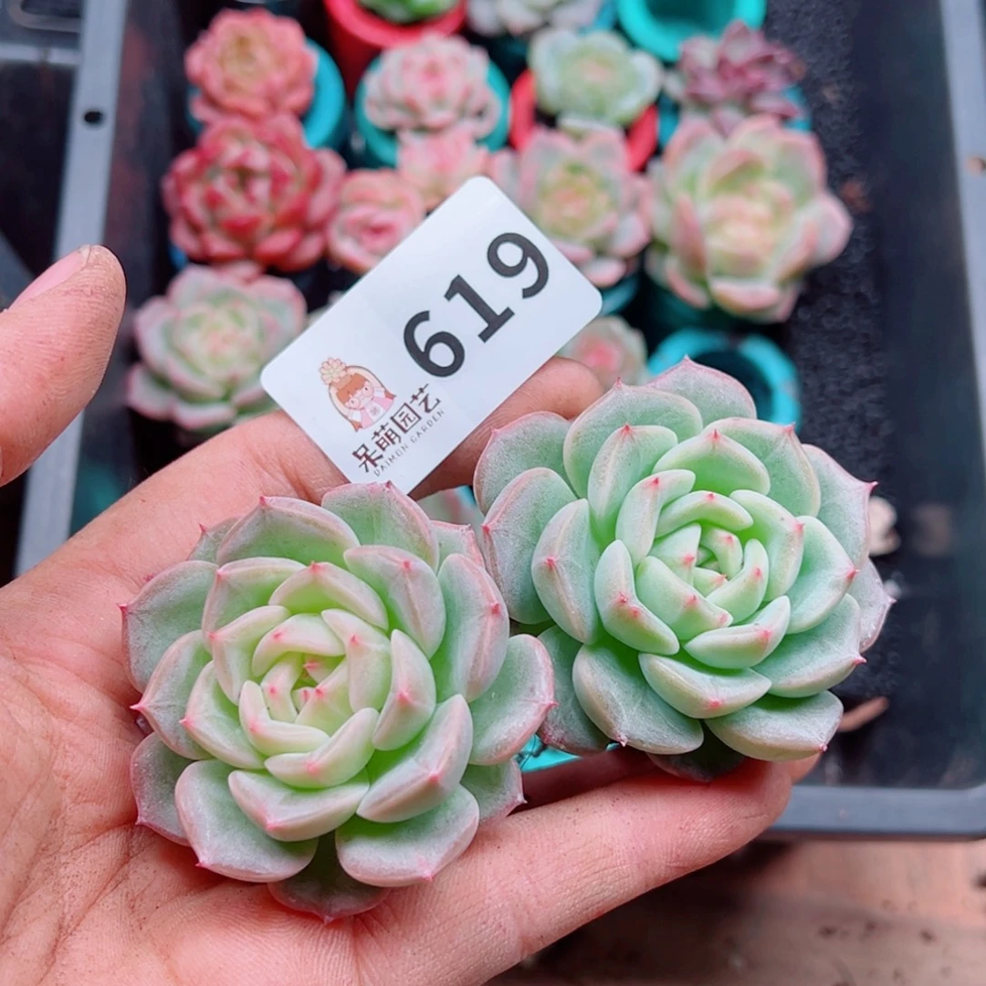 多肉植物多肉植物