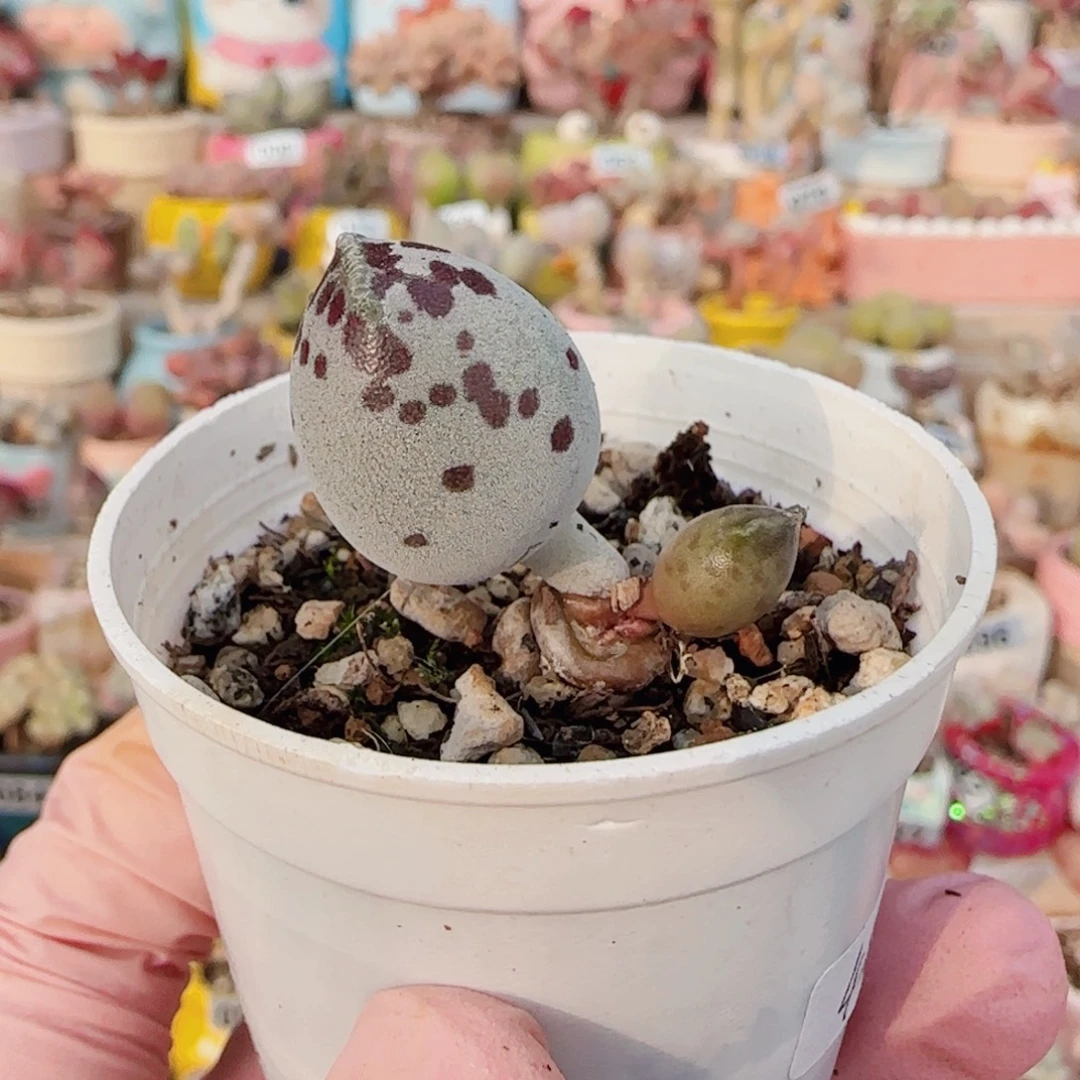 T可爱粉海豹盆口3.5cm