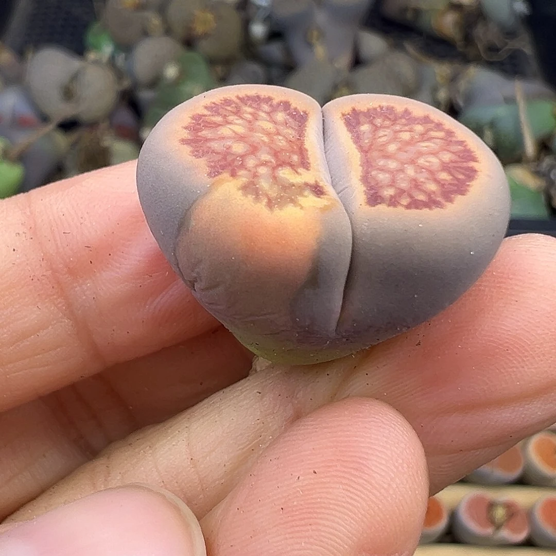 2984拉丝福利清1111111