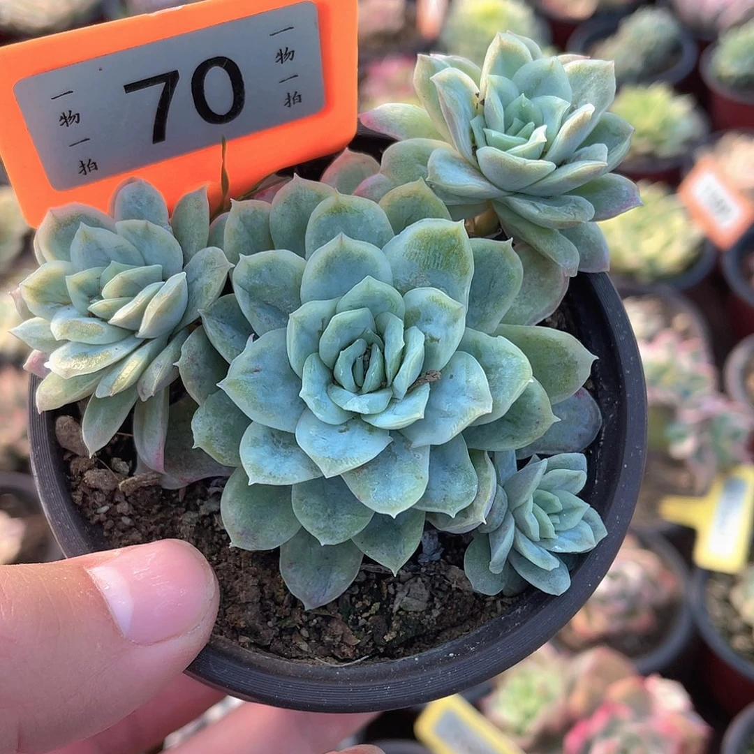 林肯70号多肉植物