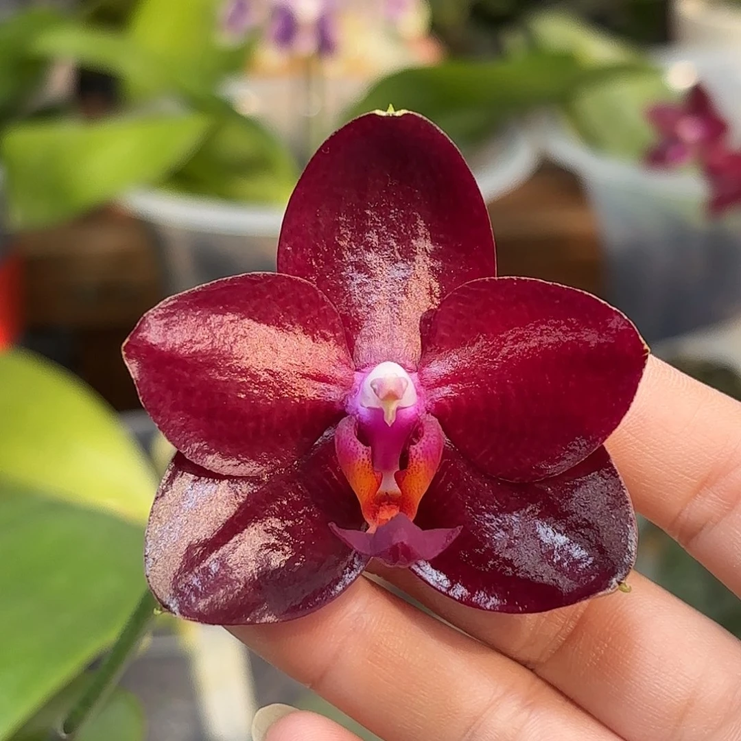 大部分开放少量花苞弥陀太阳国王