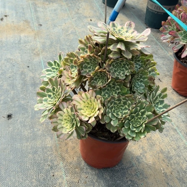 330沙皇多肉多肉多肉多肉