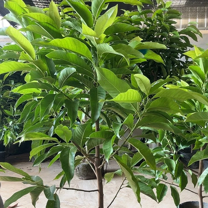 完全开放白兰花80价位