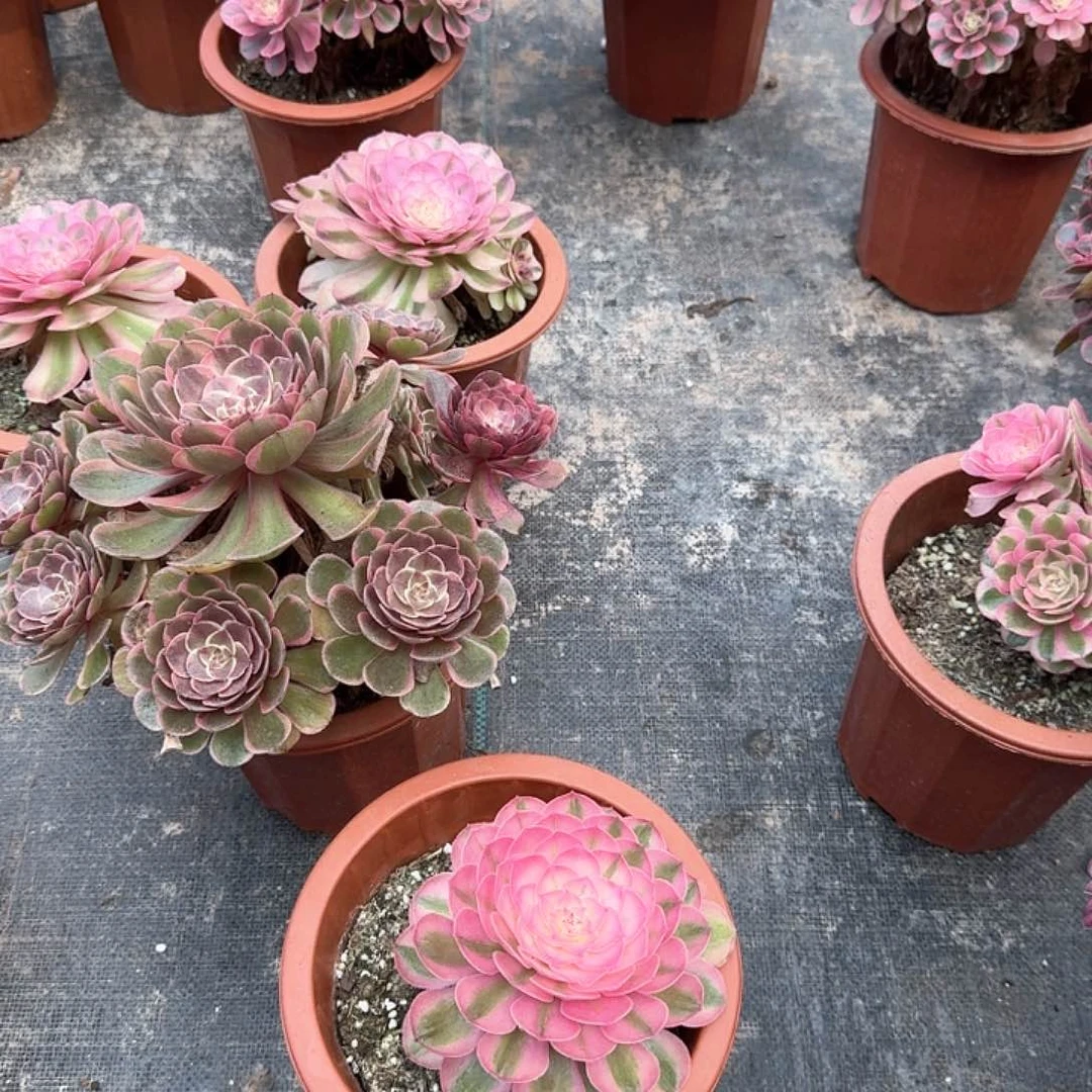 时***花红魔法师发货aaaa