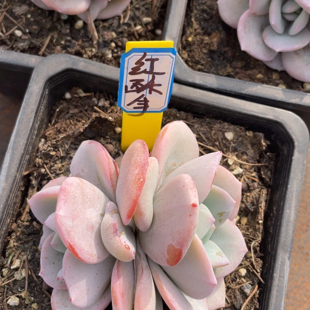 红*手姐姐说她真的不是一般