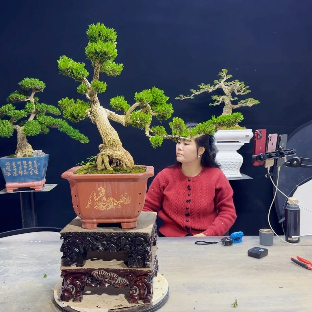 高端盆景艺术作品