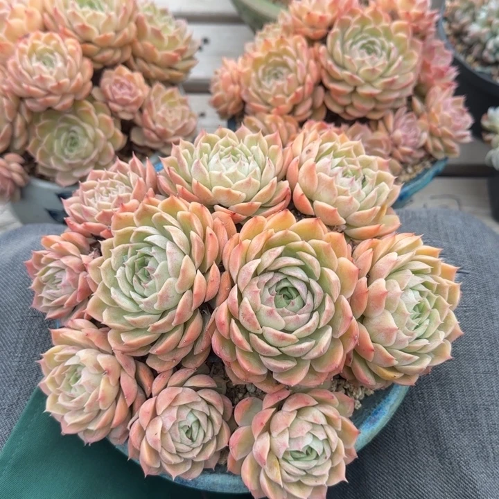 昂斯诺老桩多肉五十包邮