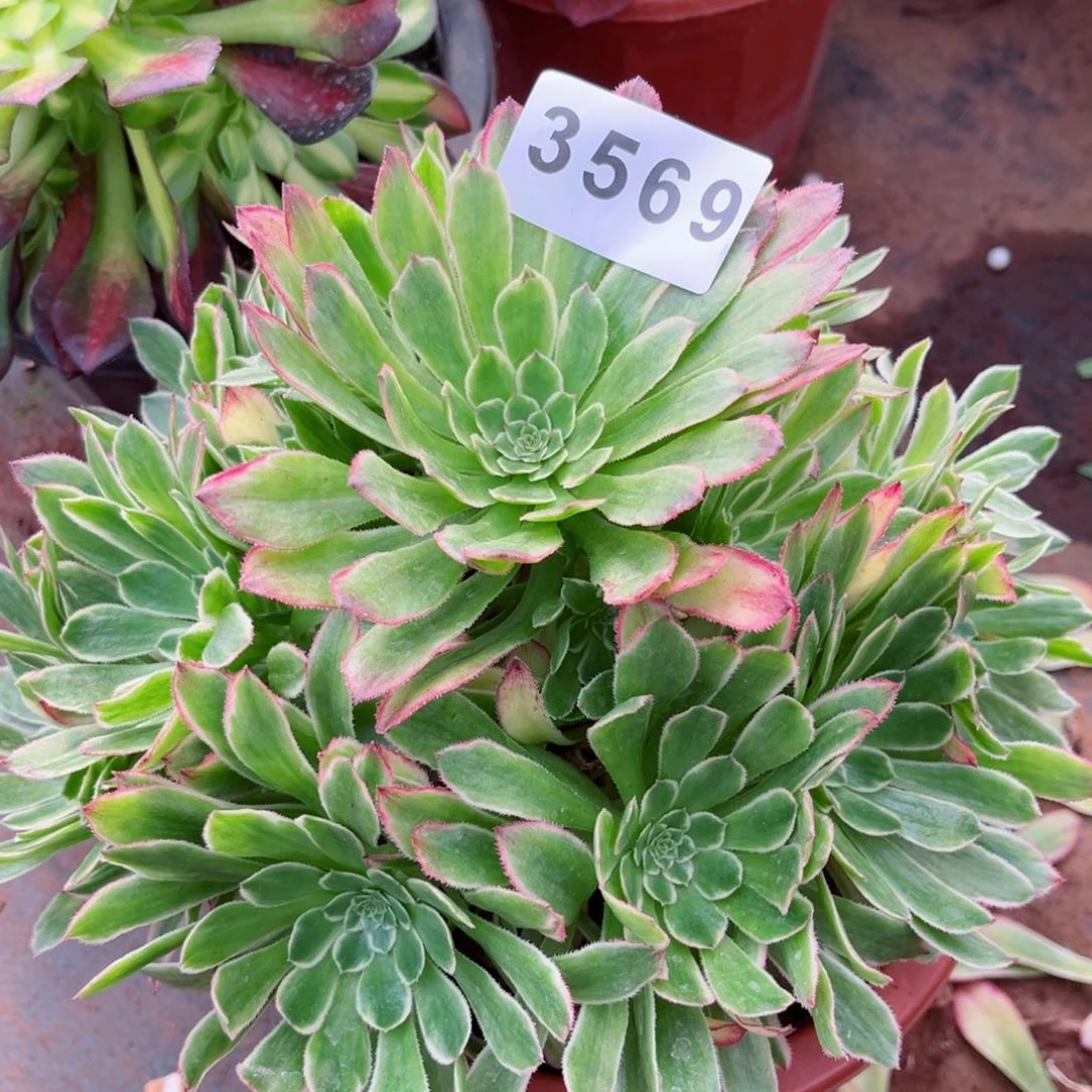 糖果炮弹多肉发货发货