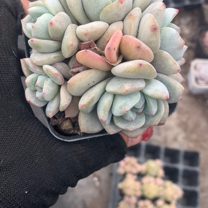 四头橙子  （不满9.99发空盆冷地区不拍保温扣3.9多肉）