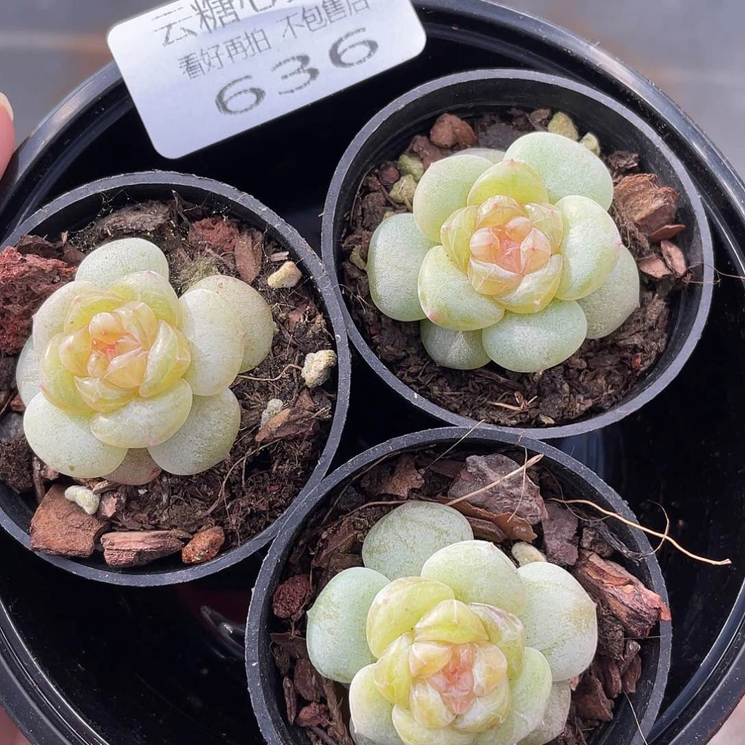 云糖心多肉植物636