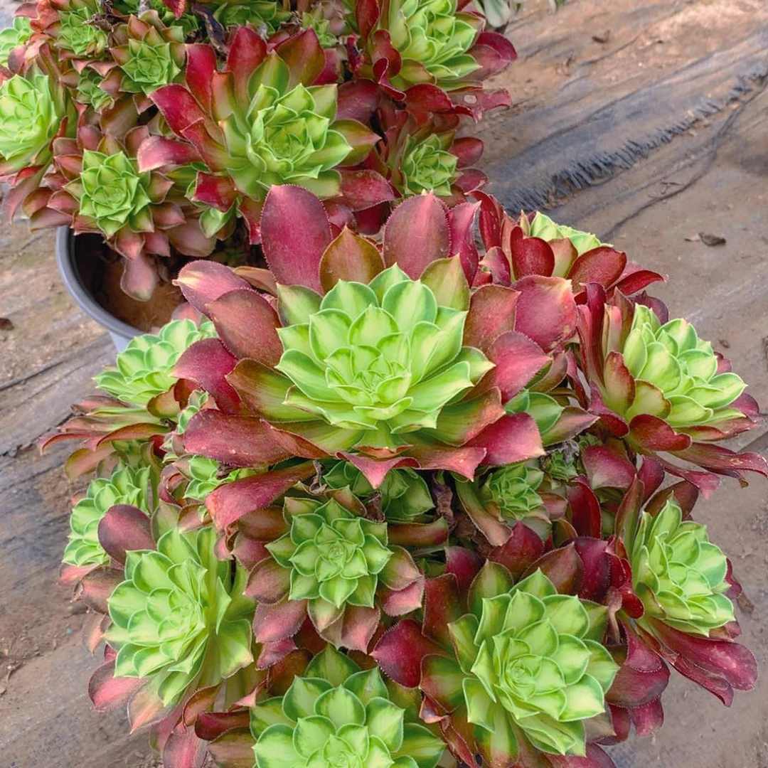 韶华捧花多肉植物量拍