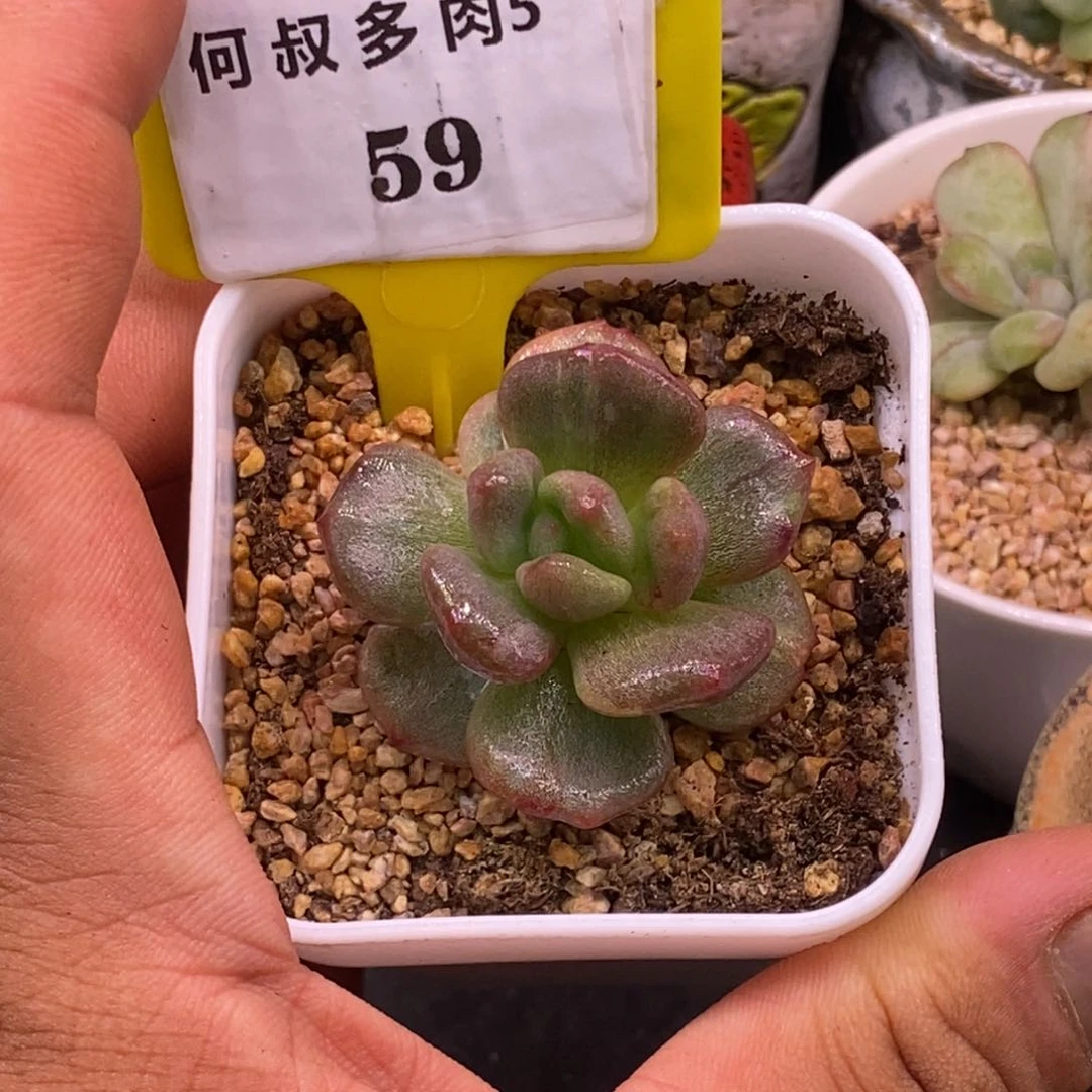 559开播福利，星影石化拉丝锦